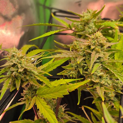 Gold Glue growlog timeline photo