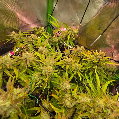 Gold Glue growlog timeline photo