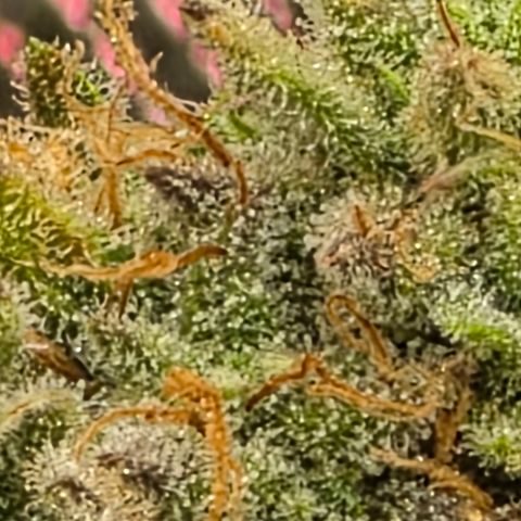 Gold Glue growlog timeline photo
