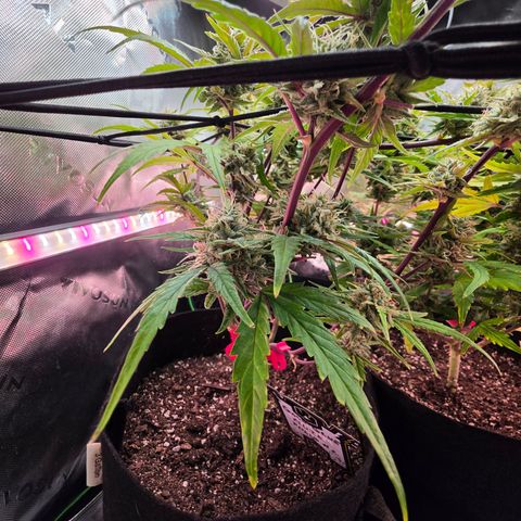 Gold Glue growlog timeline photo