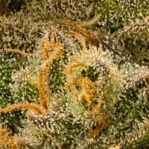 Gold Glue growlog timeline photo