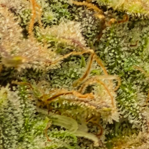 Gold Glue growlog timeline photo