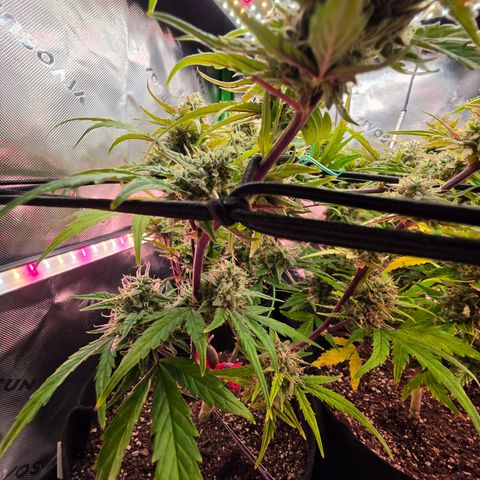 Gold Glue growlog timeline photo