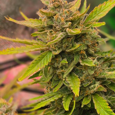 Gold Glue growlog timeline photo