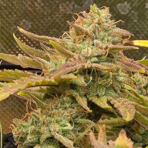 Gold Glue growlog timeline photo