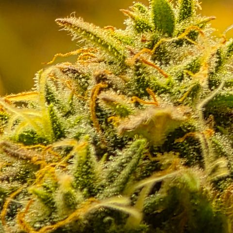 Gold Glue growlog timeline photo