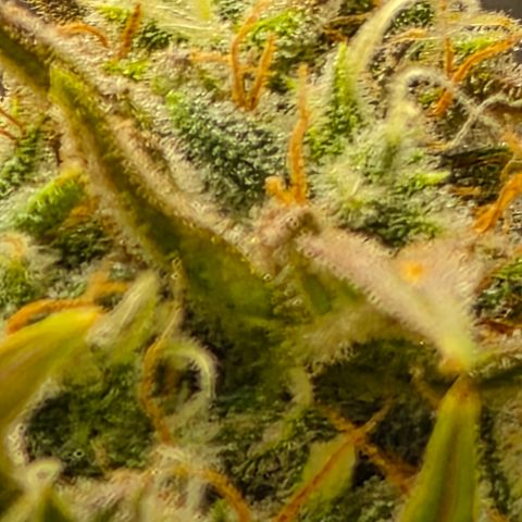 Gold Glue growlog timeline photo