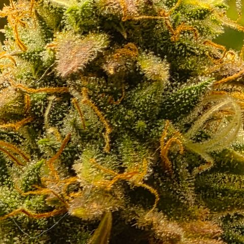 Gold Glue growlog timeline photo