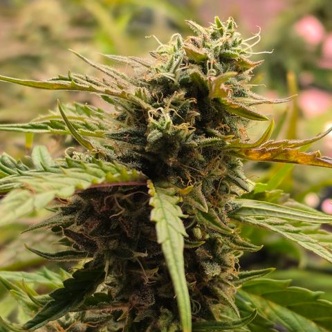 Gold Glue growlog timeline photo