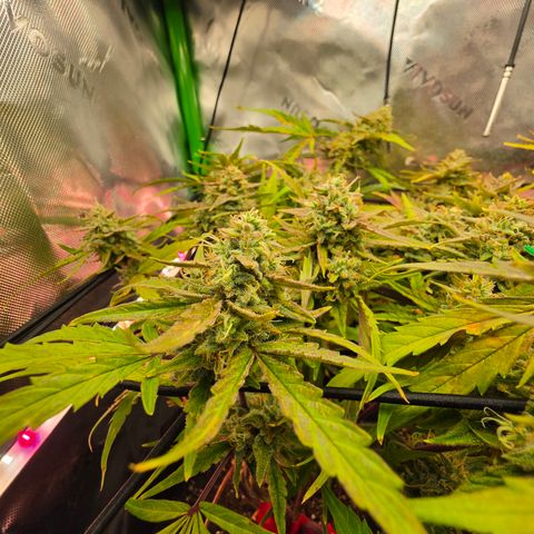 Gold Glue growlog timeline photo