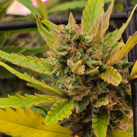 Gold Glue growlog timeline photo