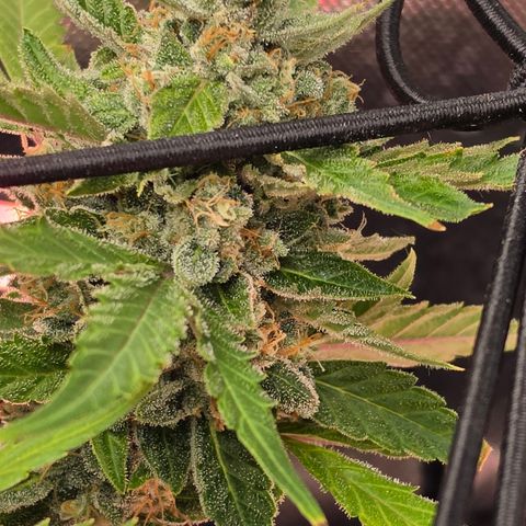 Gold Glue growlog timeline photo