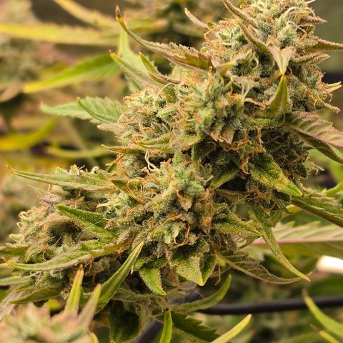 Gold Glue growlog timeline photo