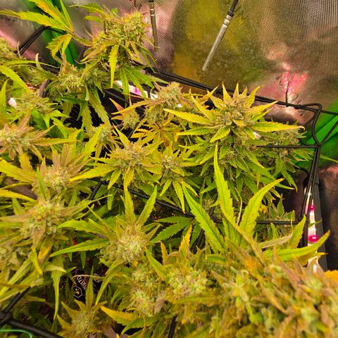 Gold Glue growlog timeline photo