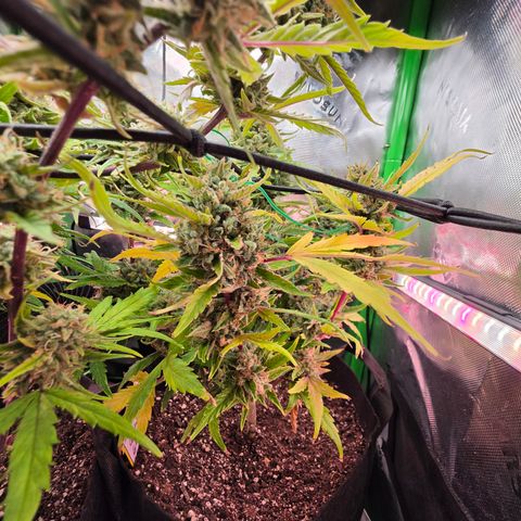 Gold Glue growlog timeline photo