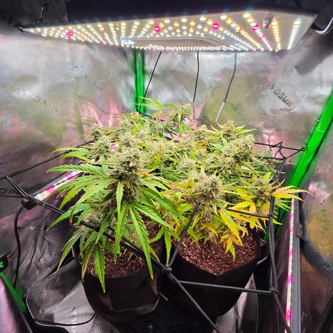Gold Glue growlog timeline photo