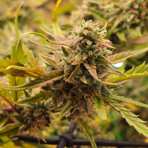 Gold Glue growlog timeline photo