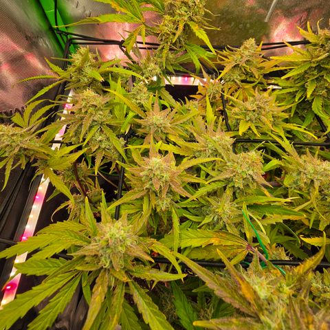 Gold Glue growlog timeline photo