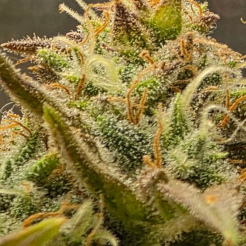 Gold Glue growlog timeline photo