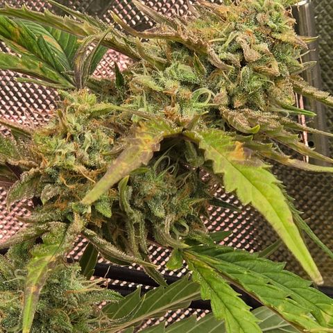 Gold Glue growlog timeline photo