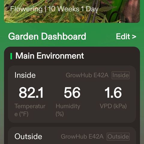 Gold Glue growlog timeline photo