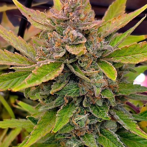 Gold Glue growlog timeline photo