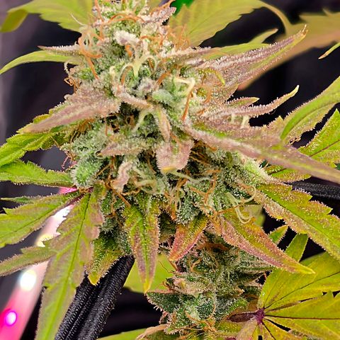 Gold Glue growlog timeline photo