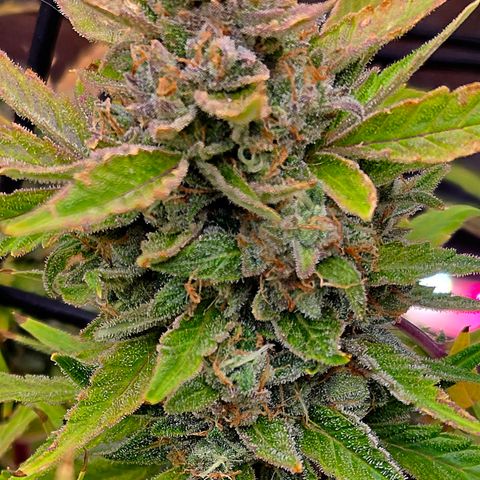 Gold Glue growlog timeline photo