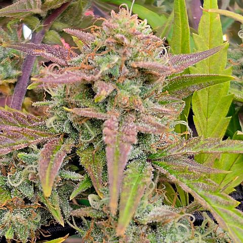 Gold Glue growlog timeline photo