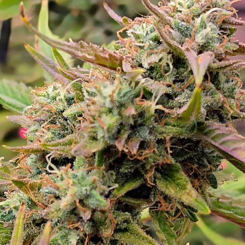 Gold Glue growlog timeline photo