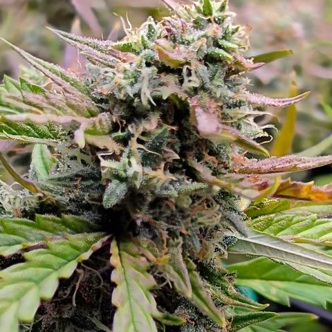 Gold Glue growlog timeline photo
