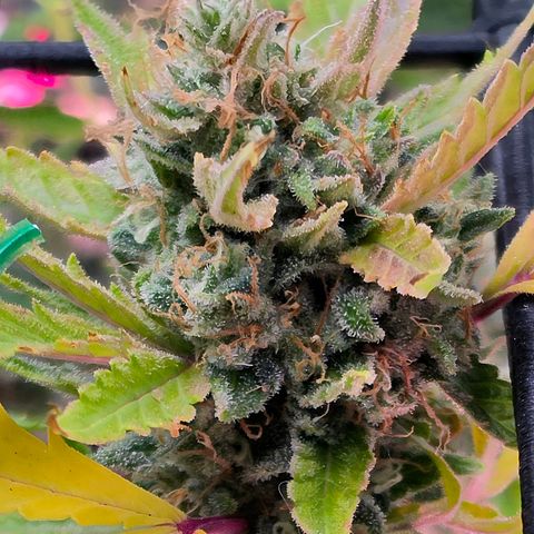 Gold Glue growlog timeline photo