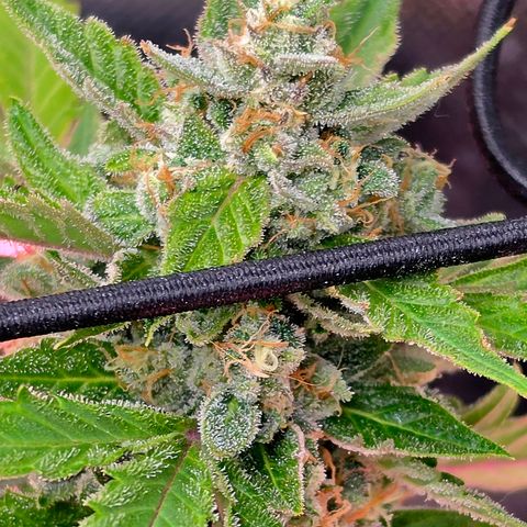 Gold Glue growlog timeline photo