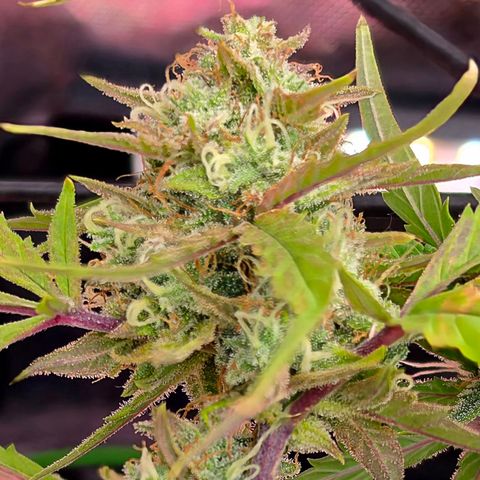 Gold Glue growlog timeline photo