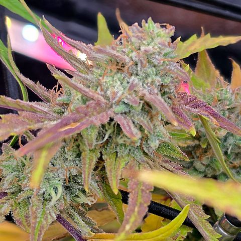Gold Glue growlog timeline photo