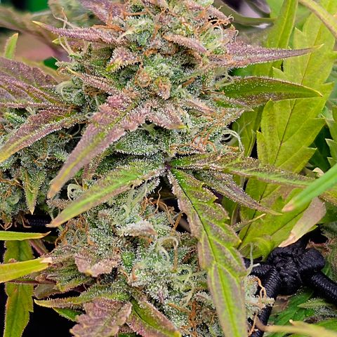 Gold Glue growlog timeline photo