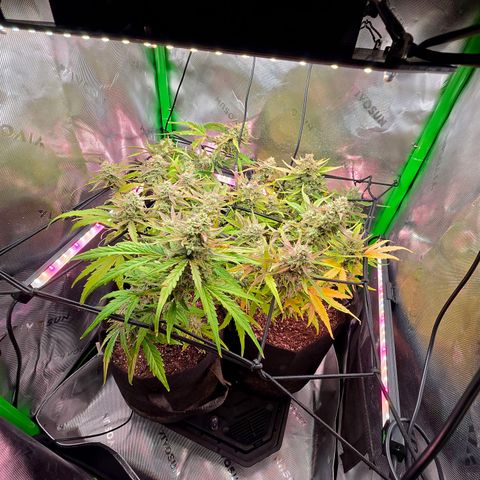 Gold Glue growlog timeline photo