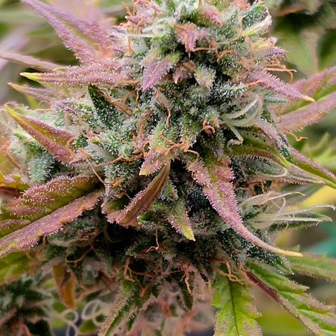 Gold Glue growlog timeline photo