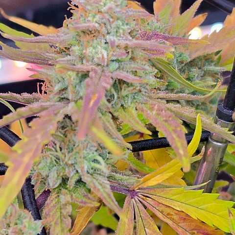 Gold Glue growlog timeline photo