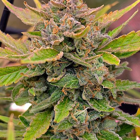 Gold Glue growlog timeline photo
