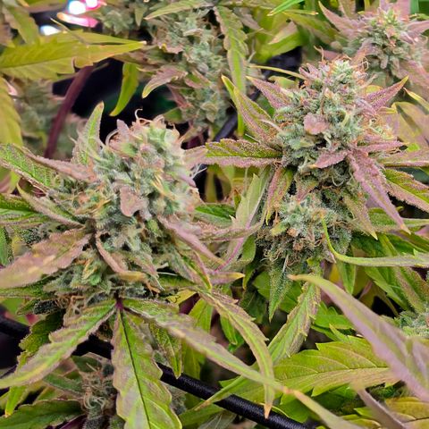 Gold Glue growlog timeline photo