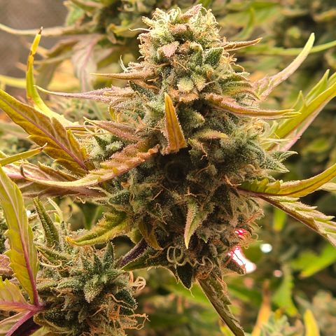 Gold Glue growlog timeline photo
