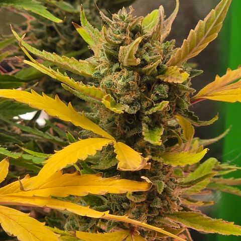 Gold Glue growlog timeline photo