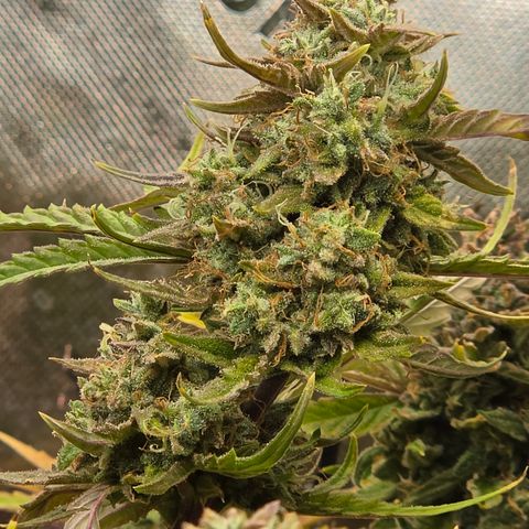 Gold Glue growlog timeline photo