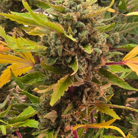 Gold Glue growlog timeline photo
