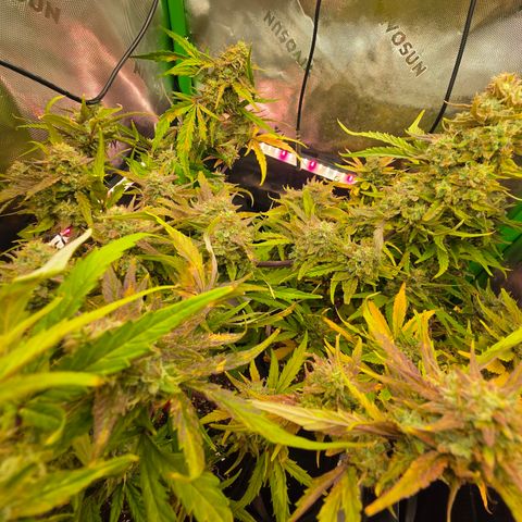 Gold Glue growlog timeline photo