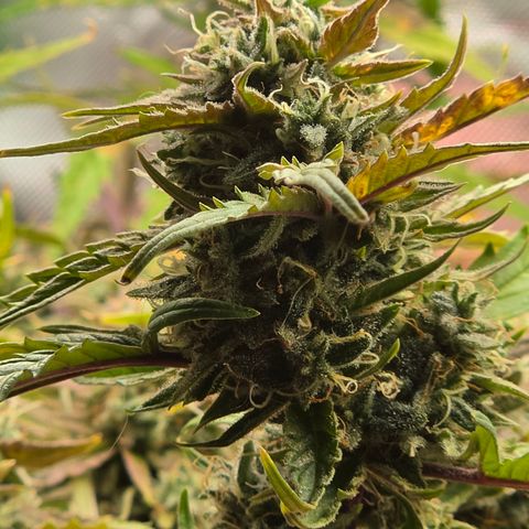 Gold Glue growlog timeline photo