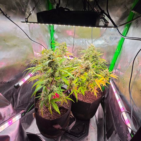 Gold Glue growlog timeline photo