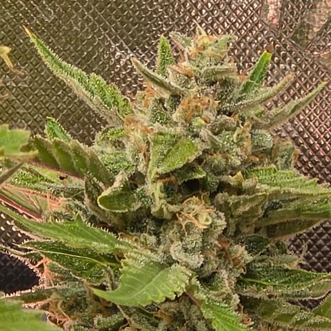 Gold Glue growlog timeline photo