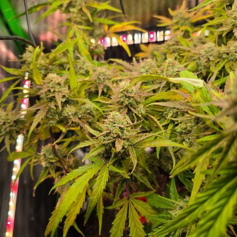 Gold Glue growlog timeline photo
